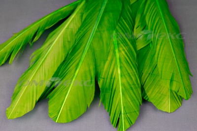 Декоративный Пучок из перьев, перо 24см/зеленый - купить в Йошкар-Оле. Цена: 12.19 руб.