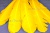 Декоративный Пучок из перьев, перо 23см/желтый - купить в Йошкар-Оле. Цена: 12.19 руб.