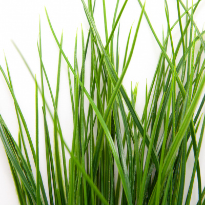 Трава искусственная -4, шт  (осока 50 см/8 см  7 листов)				 - купить в Йошкар-Оле. Цена: 130.73 руб.